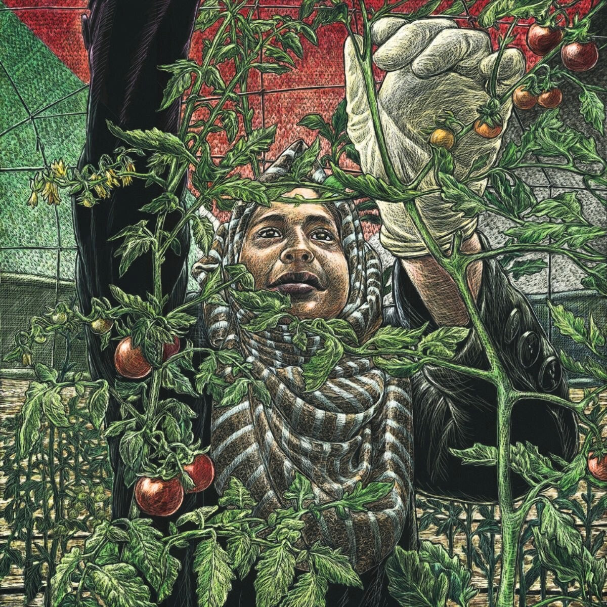Jos Sances: Gaza Tomato Harvest