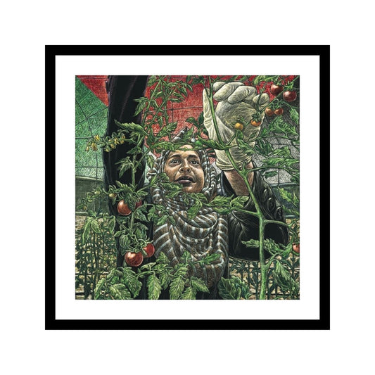 Jos Sances: Gaza Tomato Harvest (FRAMED)